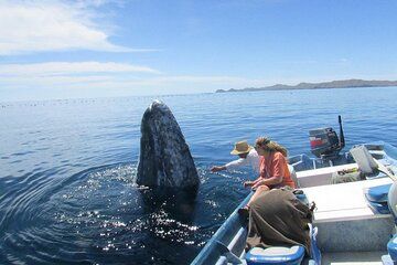 Whale Watching in Bahía Magdalena Aereo with Lunch