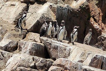 Full day Paracas and Huacachina from Lima