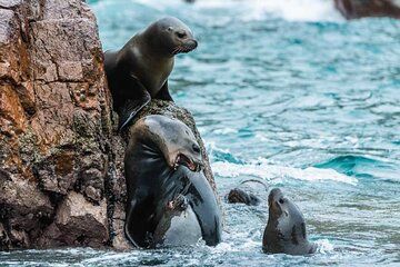 Full Day Paracas and Ica Adventure from Lima