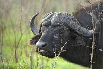 From Johannesburg Full Day Pilanesberg National Park Safari