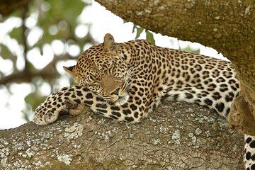 Nairobi: 3 Day Maasai Mara Group Safari With Overnight Camp