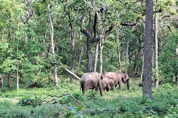 Mysore to Wayanad Private Tour 1 Night and 2 Days Handpicked Stay
