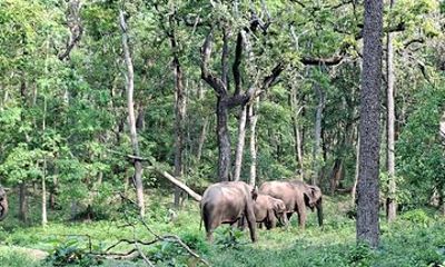 Mysore to Wayanad Private Tour 1 Night and 2 Days Handpicked Stay