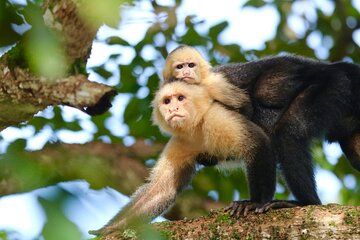 Day Trip to Corcovado National Park from Uvita