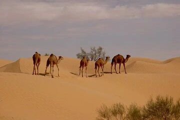 From Djerba Zarzis 6 days at the Discovery of Southern Tunisia