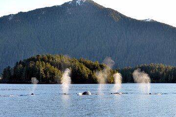 Sitka Coastal Wildlife Cruise Scenic Adventure