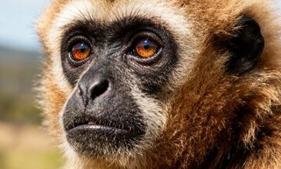 2-Day Hoolock Gibbons Wildlife Tour from Guwahati