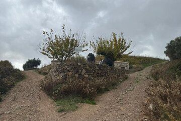 White Mountains Off Road Expedition and City Views