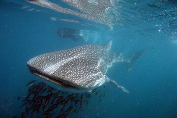 Swim with the giant of the sea The whale shark