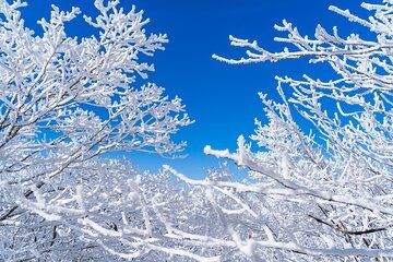 Private Winter Blossom Photo Tour with Free Photo Service