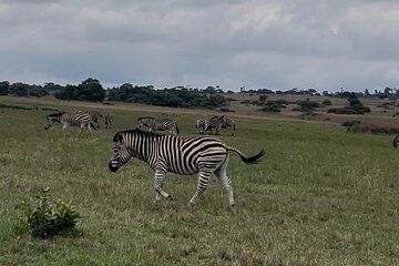 "Harare in a day" Private Tour: Wildlife, Art & Iconic Landmarks