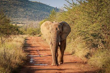 3 Day Pilanesberg Big Five Bush Adventure