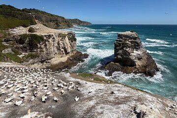 Muriwai Gannet Colony Black Sand Beach Private Tour