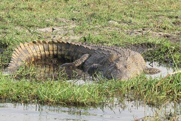 7 Day Safari Victoria Falls, Hwange and Chobe Adventure