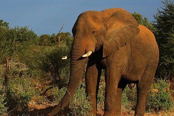 Tala Game Reserve Natal Park and Victoria Market Tour from Durban