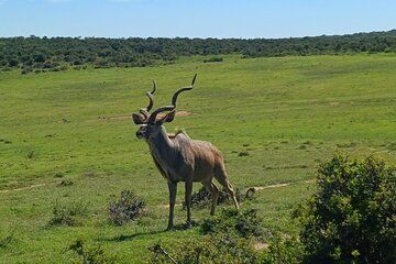 Kragga Kamma Game Reserve And Coastal Drive