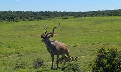 Kragga Kamma Game Reserve And Coastal Drive