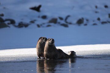 Yellowstone PRIVATE Winter SAFARI and Wolf Watching from Gardiner