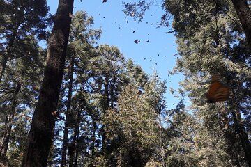 San Miguel de Allende Monarch Butterflies Tour