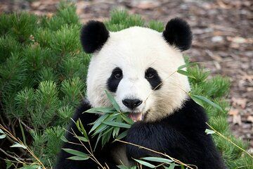 11 Days China Wildlife Expedition and Giant Panda Adventure Tour