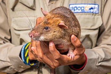 Siem Reap: Afternoon APOPO Rats Tour + Phare Circus Option