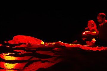 Santa Maria Sea turtle watching experience on Sal Island