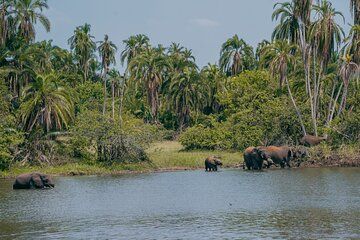 5-Day Akagera, Volcanoes and Nyungwe Wildlife Safari