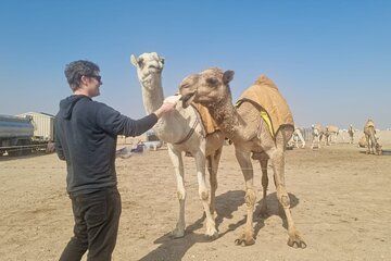 Kuwait: Half-Day City & Desert Tour with Pick-Up & Drop-Off