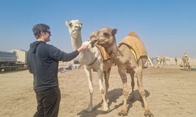 Kuwait: Half-Day City & Desert Tour with Pick-Up & Drop-Off