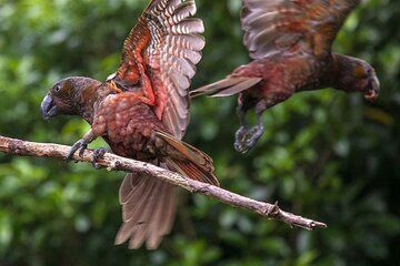 Wildlife Centre Experience