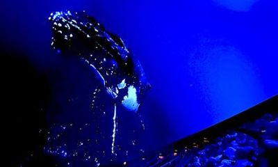 Sounds of the Ocean: The Immersive Experience - Tampa