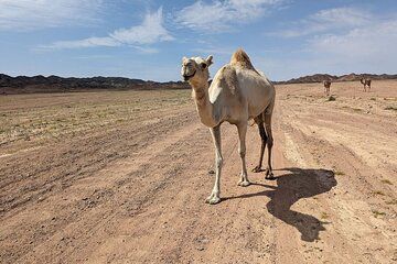 Full Day Trek to Wadi Gemal National Parks Ancient Ruins