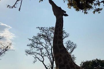 Three Parks in One Day: Harare's best Wildlife Private guide Tour