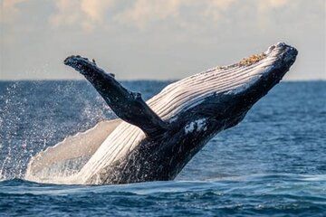 Waikiki Whale Watching