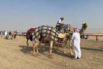 Watch the Camel race in Kuwait