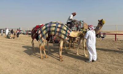 Watch the Camel race in Kuwait