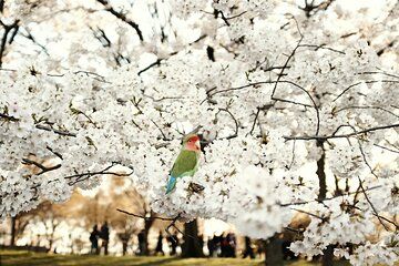 DC Kenwood Cherry Blossoms and Iconic Landmarks Day Trip