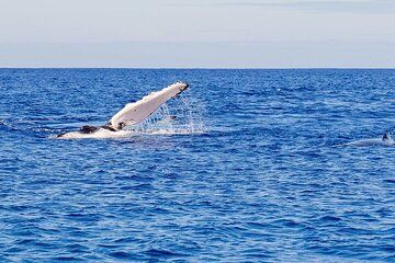 Whale Watching Tour in Waikiki Intimate Adventure on Oahu