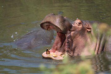 4-Day Big Five Safari: Serengeti, Ngorongoro & Tarangire