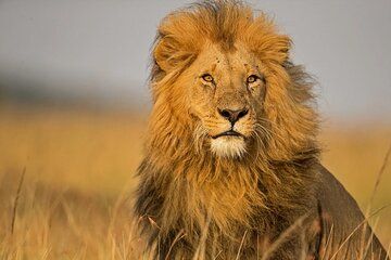 2 Days Masai Mara Private Safari in 4WD Jeep