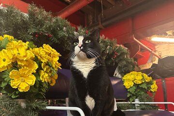 Central Park Daytime Carriage Ride NYC’s Timeless Tour