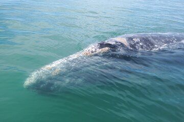 Grey whale watching in Puerto Chale, Mexico