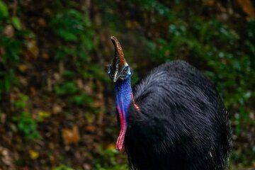 Private Luxury Cape Tribulation Adventure and Crocodile Cruise