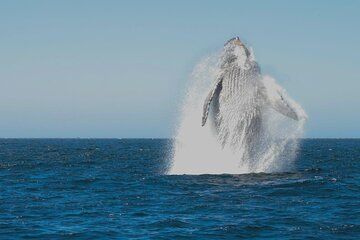 Collective Tour of the Arc de Los Cabos and Whale Watching