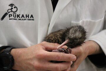1Hour Guided Tour of Pūkaha National Wildlife Centre