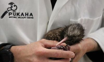 1Hour Guided Tour of Pūkaha National Wildlife Centre