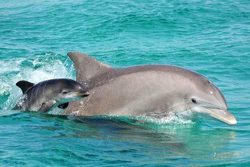 Sunset Tiki Cruise and Dolphin Watching