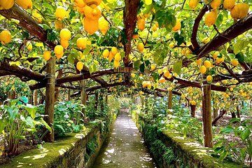 Sorrento Lemon Tour with Limoncello Making and Lunch