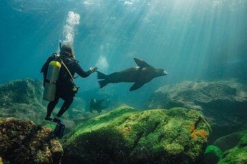 2 Tanks Scuba Diving in La Paz
