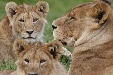 Masai Mara Safari 3 Days Luxury 4 x 4 Private Safari